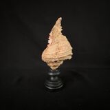 Old Murex conch shell on turned wooden base Napoleon III vintage cabinet of curiosities