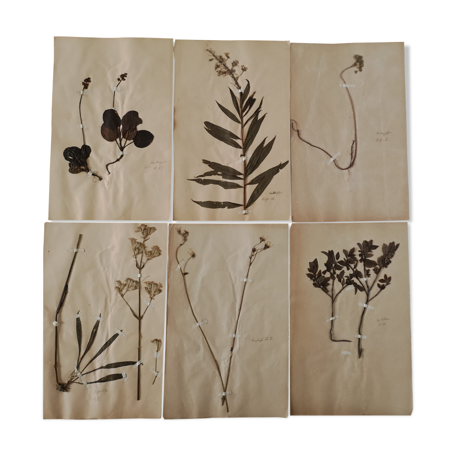 Ancient herbarium boards