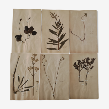 Ancient herbarium boards