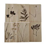 Ancient herbarium boards