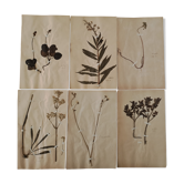Ancient herbarium boards