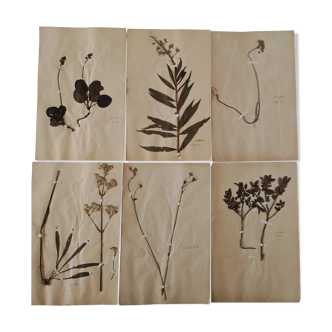 Ancient herbarium boards
