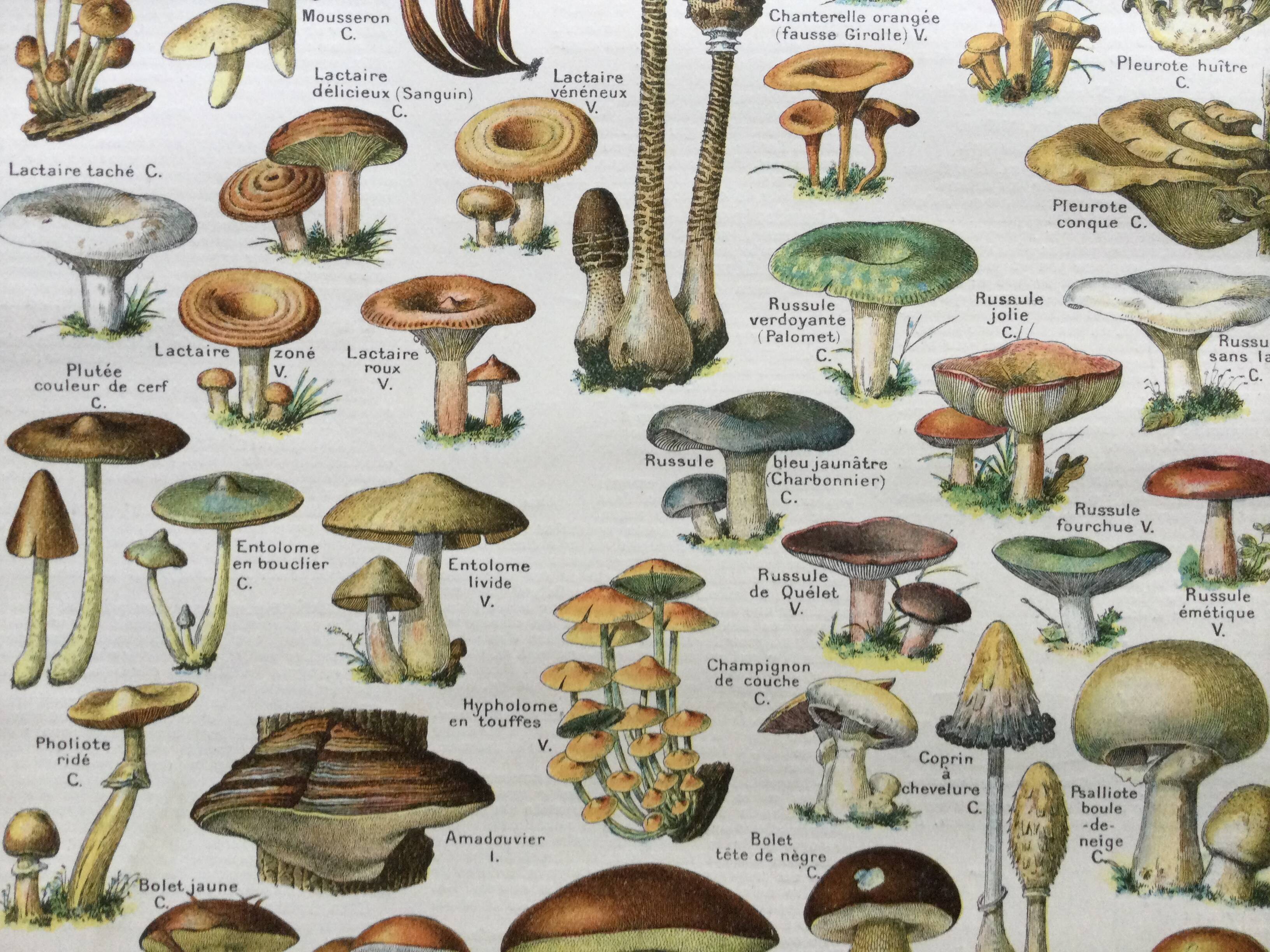 Old engraving 1897 - Mushrooms A. Millot - botanical plate