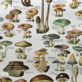 Old engraving 1897 - Mushrooms A. Millot - botanical plate