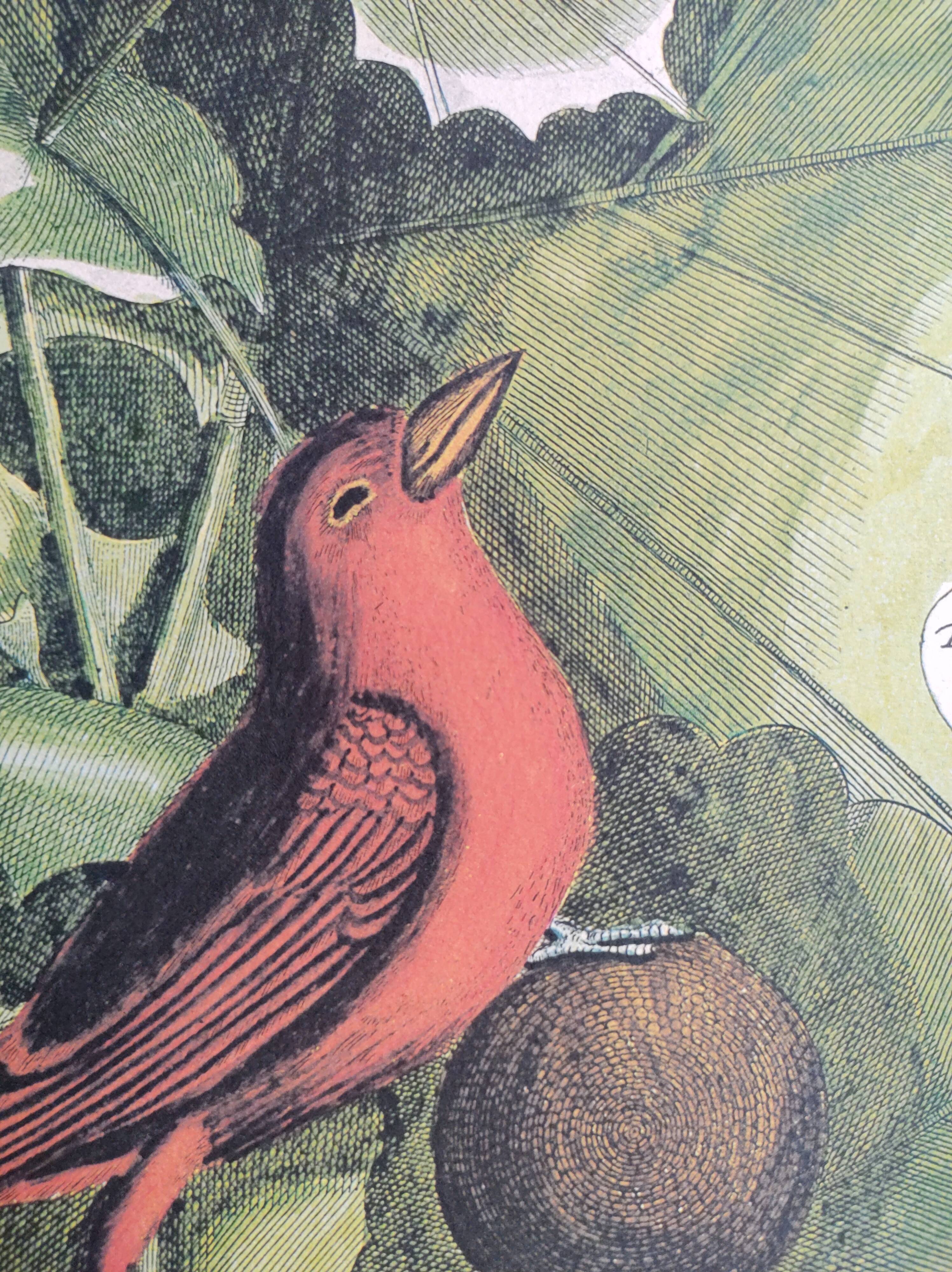 Old bird engraving - Flycatcher - Ornitology board by Seligmann & Catesby. 1973