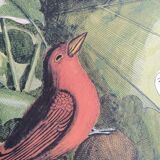 Old bird engraving - Flycatcher - Ornitology board by Seligmann & Catesby. 1973