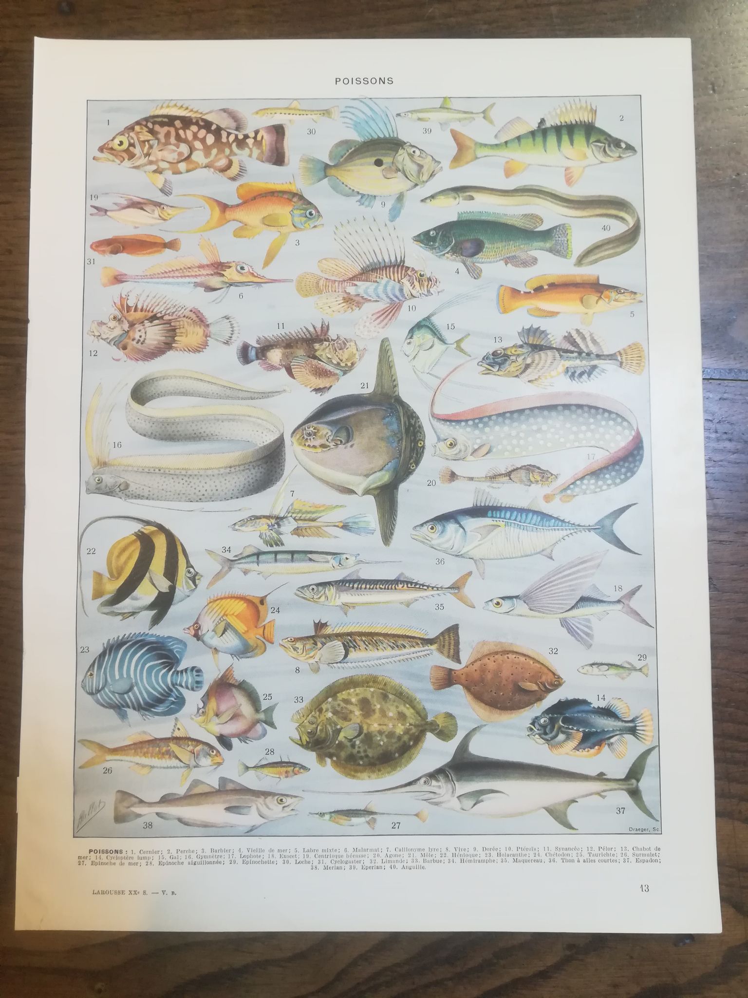 Lithographie sur les poissons de 1928