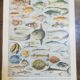Lithographie sur les poissons de 1928