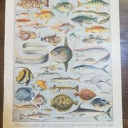 Lithographie sur les poissons de 1928