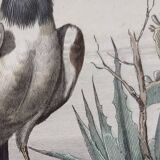 Planche Ornithologique Buffon 1840 "Vautour Fauve & Vautour Royal"