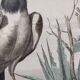 Ornithological Plate Buffon 1840 "Griffon Vulture & Royal Vulture"