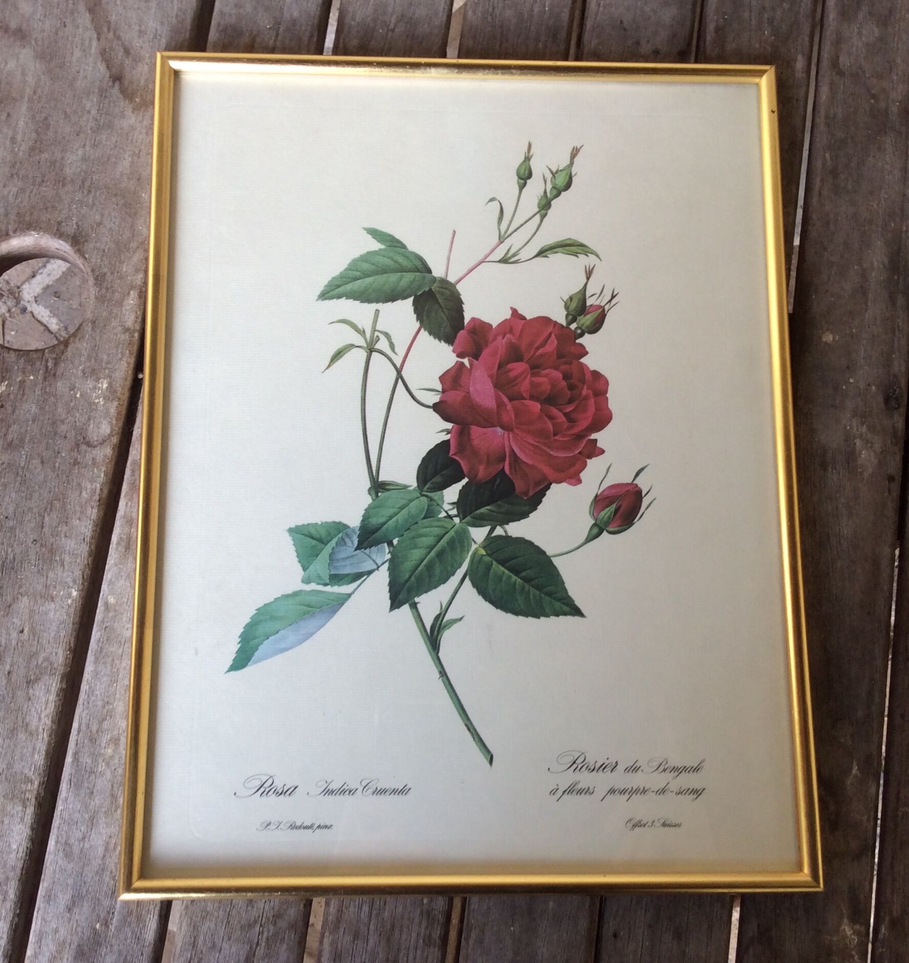 Illustration Feared pink Bengal