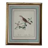 Bird frame