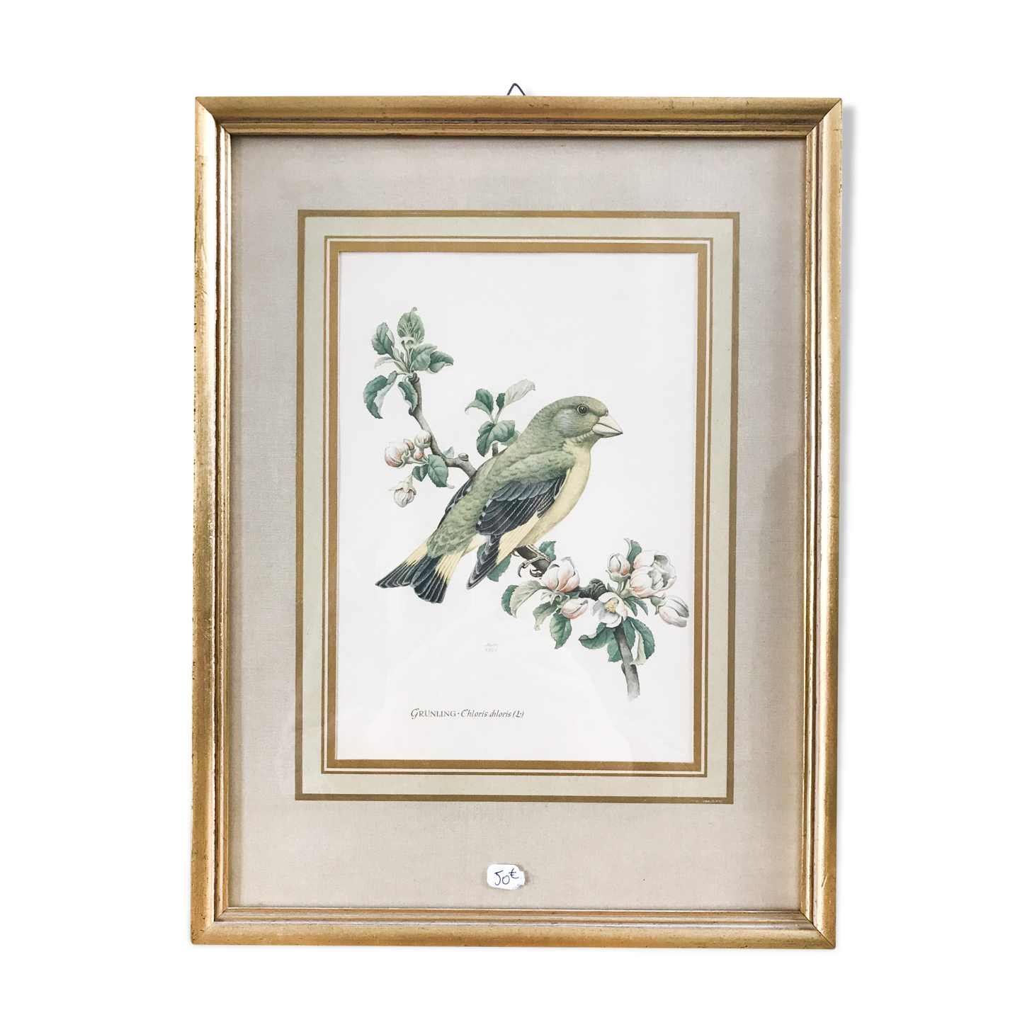 Illustration oiseau