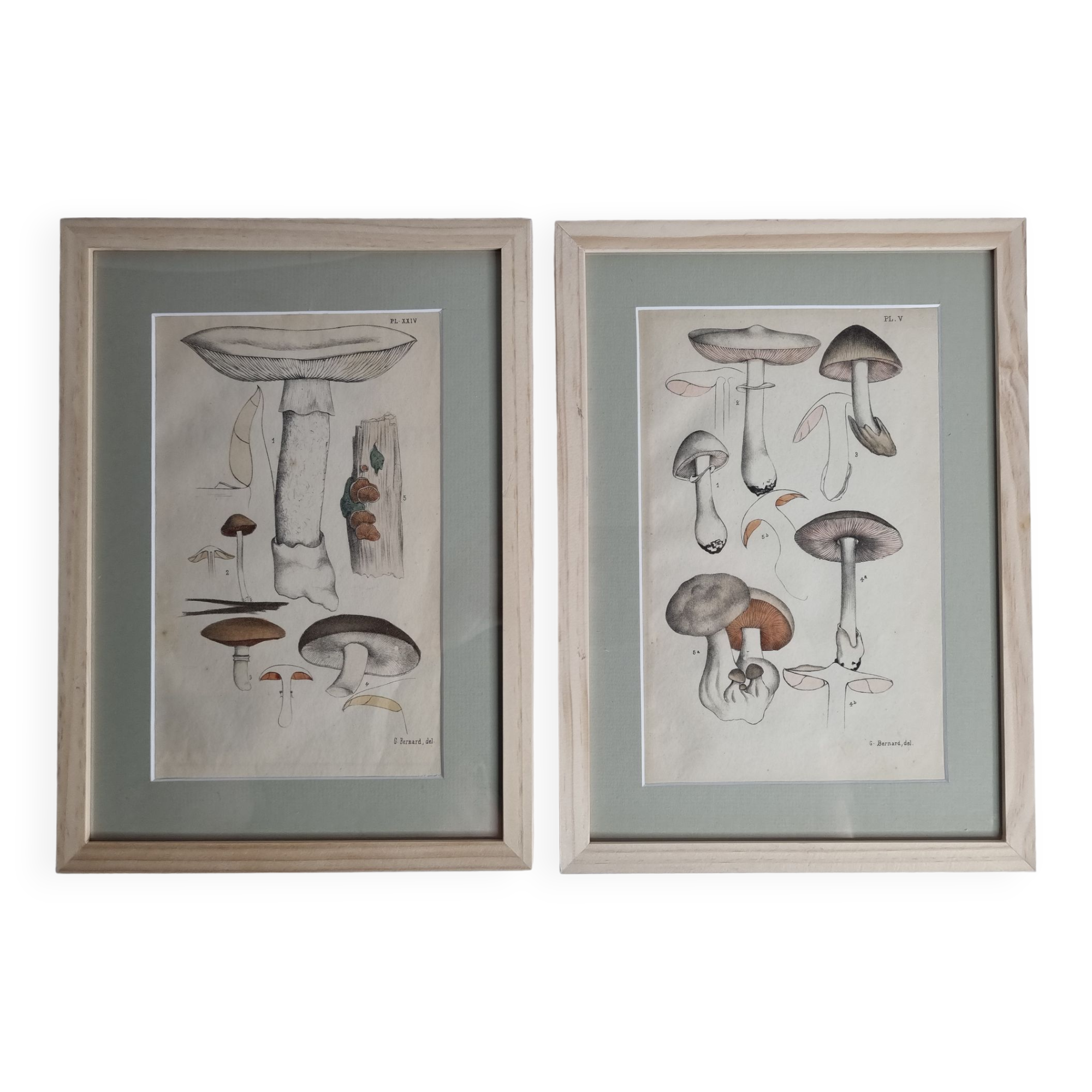 Two old engravings of watercolor mushrooms nineteenth century after G. Bernard