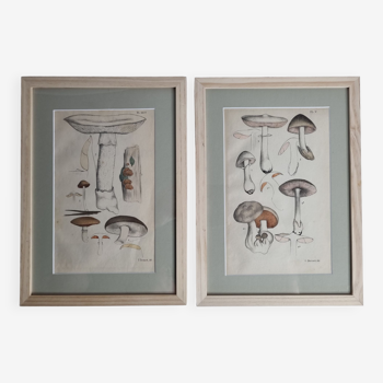 Two old engravings of watercolor mushrooms nineteenth century after G. Bernard