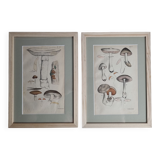 Deux anciennes gravures de champignons aquarellées XIXème siècle d'après G. Bernard
