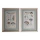 Two old engravings of watercolor mushrooms nineteenth century after G. Bernard