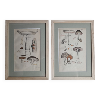 Two old engravings of watercolor mushrooms nineteenth century after G. Bernard