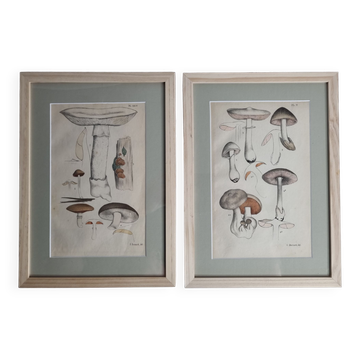 Two old engravings of watercolor mushrooms nineteenth century after G. Bernard