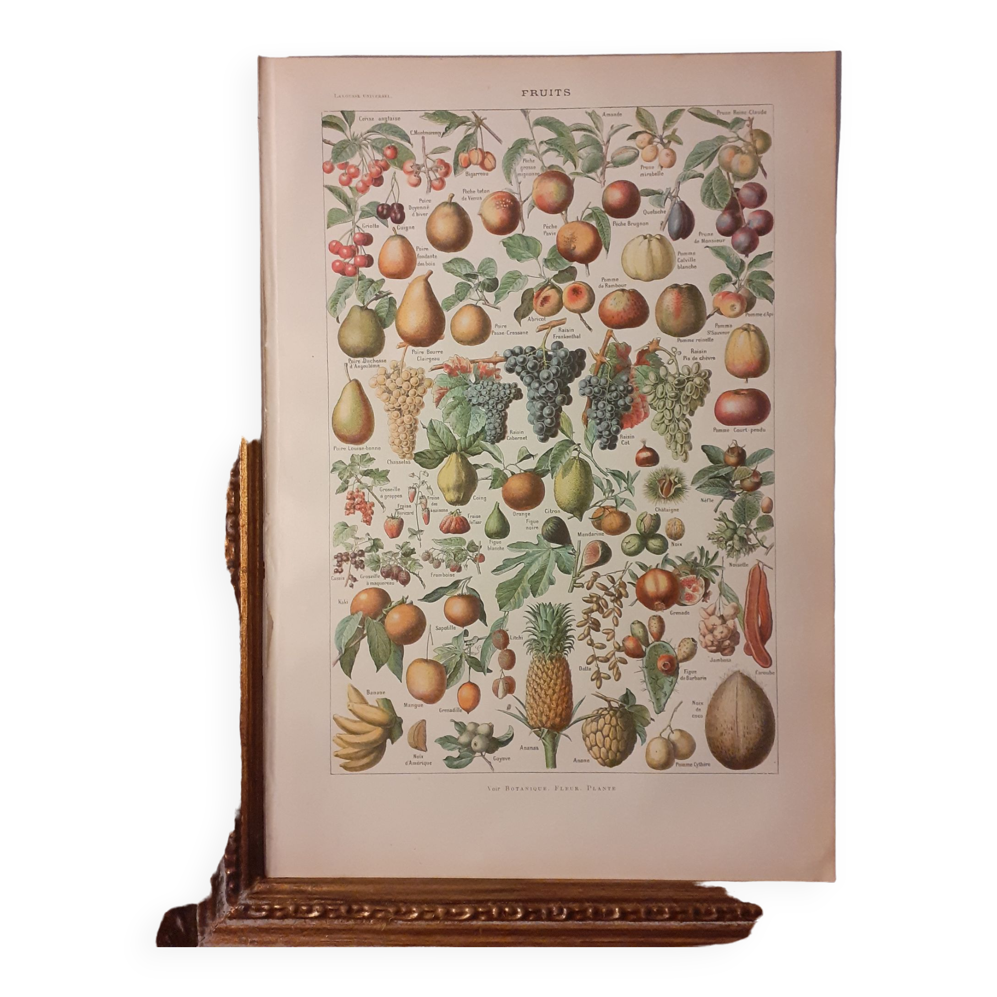 Lithographie sur les fruits de 1928