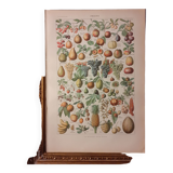 Lithograph on fruits from 1928