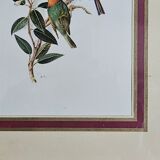 Lithograph Birds on a branch in gilded frame