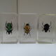 Lot 3 insectes sous inclusions résines vintage