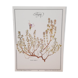 Planche botanique Thym