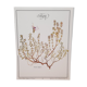 Planche botanique Thym