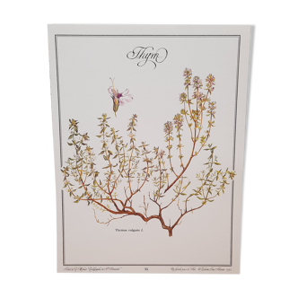 Botanical board Thyme