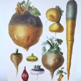 Illustration of garden vegetables - Illustration of the Vilmorin Vintage Botanical Vegetable Garden. Yellow beetroot
