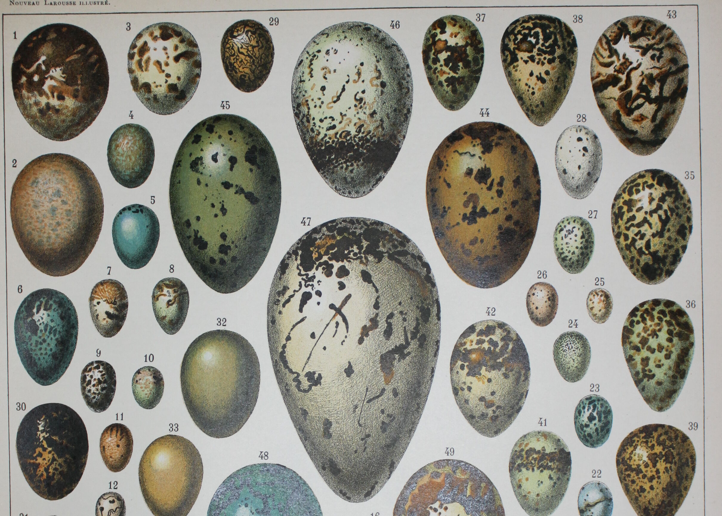 Lithograph • eggs, birds, animals, zoology • Original lithograph from 1898