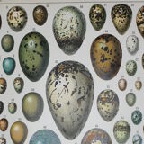 Lithograph • eggs, birds, animals, zoology • Original lithograph from 1898