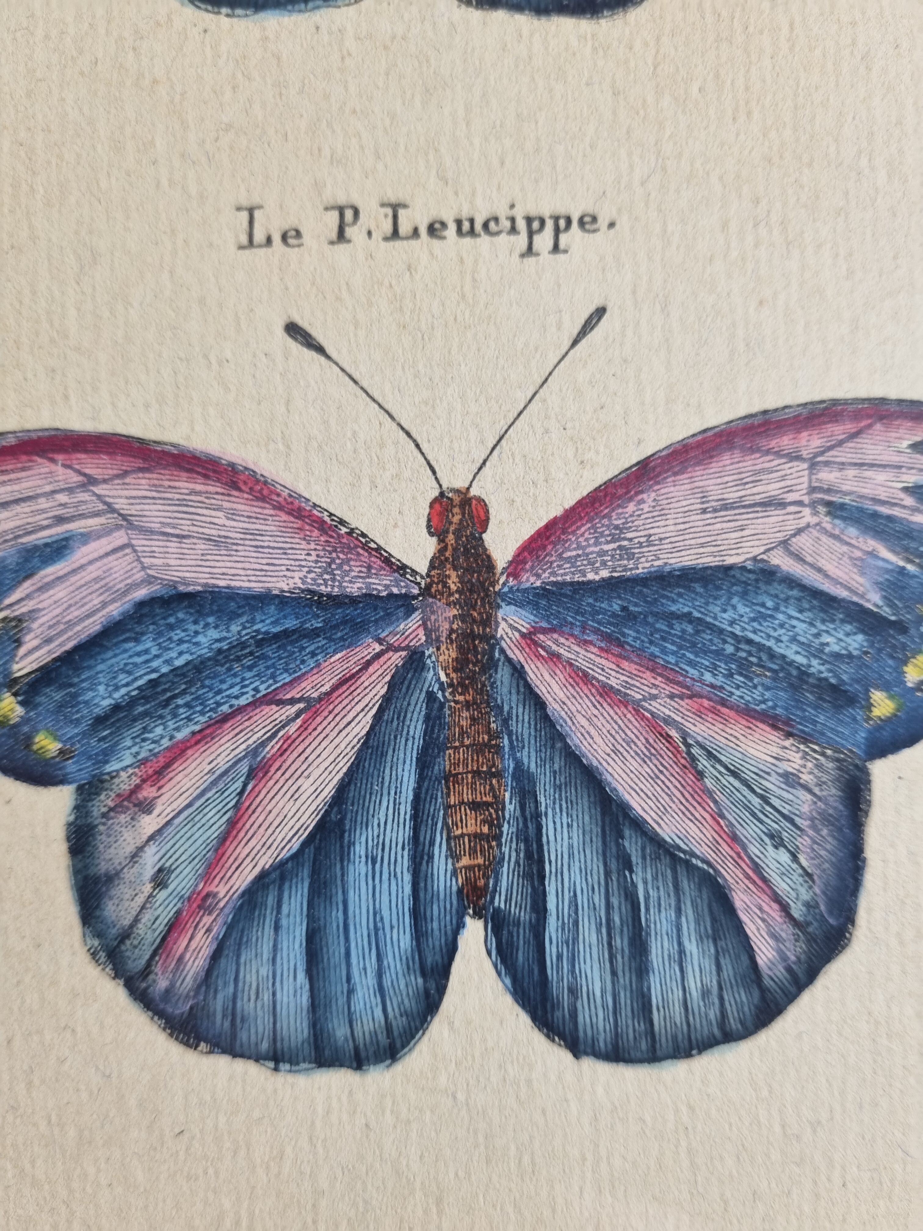 Natural history plate, "The Butterflies of Europe", after Pietro Scattaglia, XVIIIth