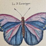 Natural history plate, "The Butterflies of Europe", after Pietro Scattaglia, XVIIIth