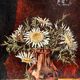 Tableau années 50 "Fleurs d'automne" signé Vandors