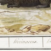 Small poster about the hedgehog, after an old engraving from 1610.