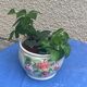 White glazed ceramic pot cover slurry vintage fruit