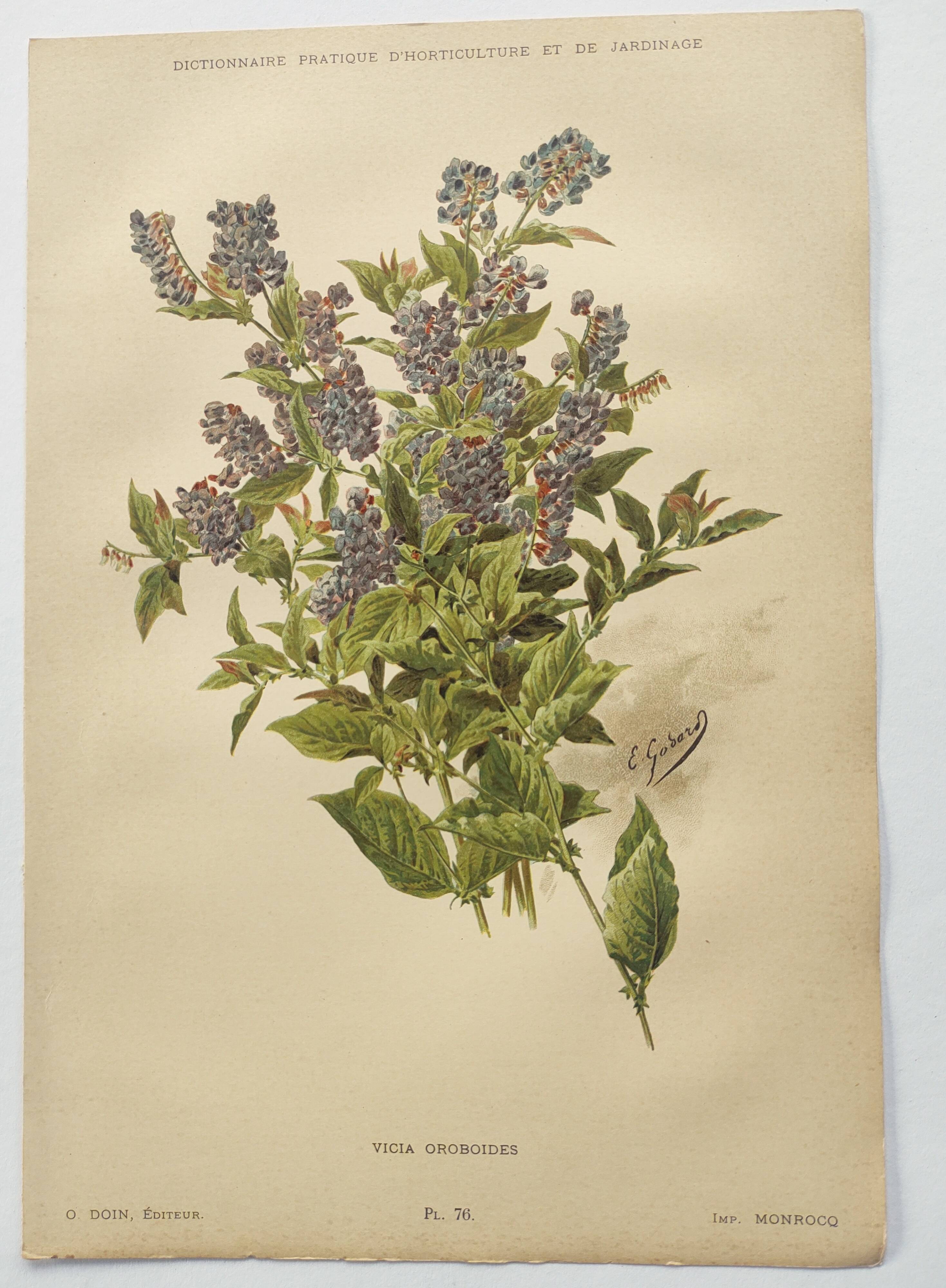Botanical lithograph from 1897 - Vicia Oroboides - Print by E. Godard