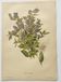 Botanical lithograph from 1897 - Vicia Oroboides - Print by E. Godard