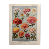 Lithographie sur les fleurs chrysanthèmes de 1921