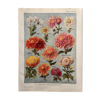 Lithograph on chrysanthemum flowers from 1921