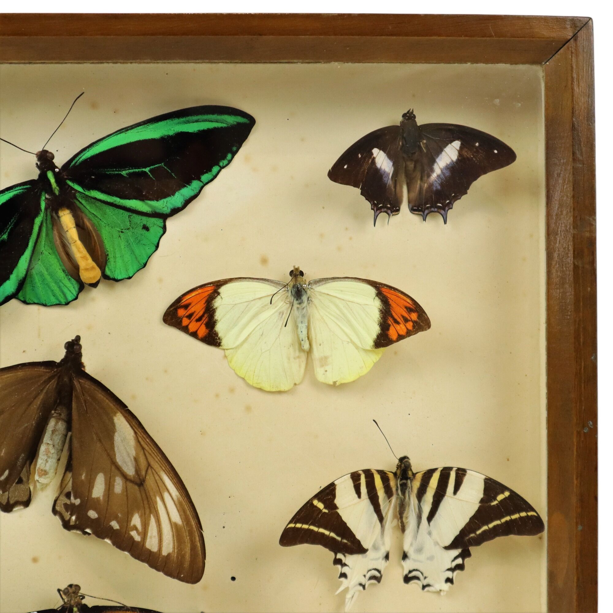 Colorful Framed Tropical Butterflies Taxidermy Mounted Insect Display 8 Pieces 40x30cm