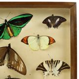 Colorful Framed Tropical Butterflies Taxidermy Mounted Insect Display 8 Pieces 40x30cm
