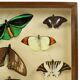 Colorful Framed Tropical Butterflies Taxidermy Mounted Insect Display 8 Pieces 40x30cm