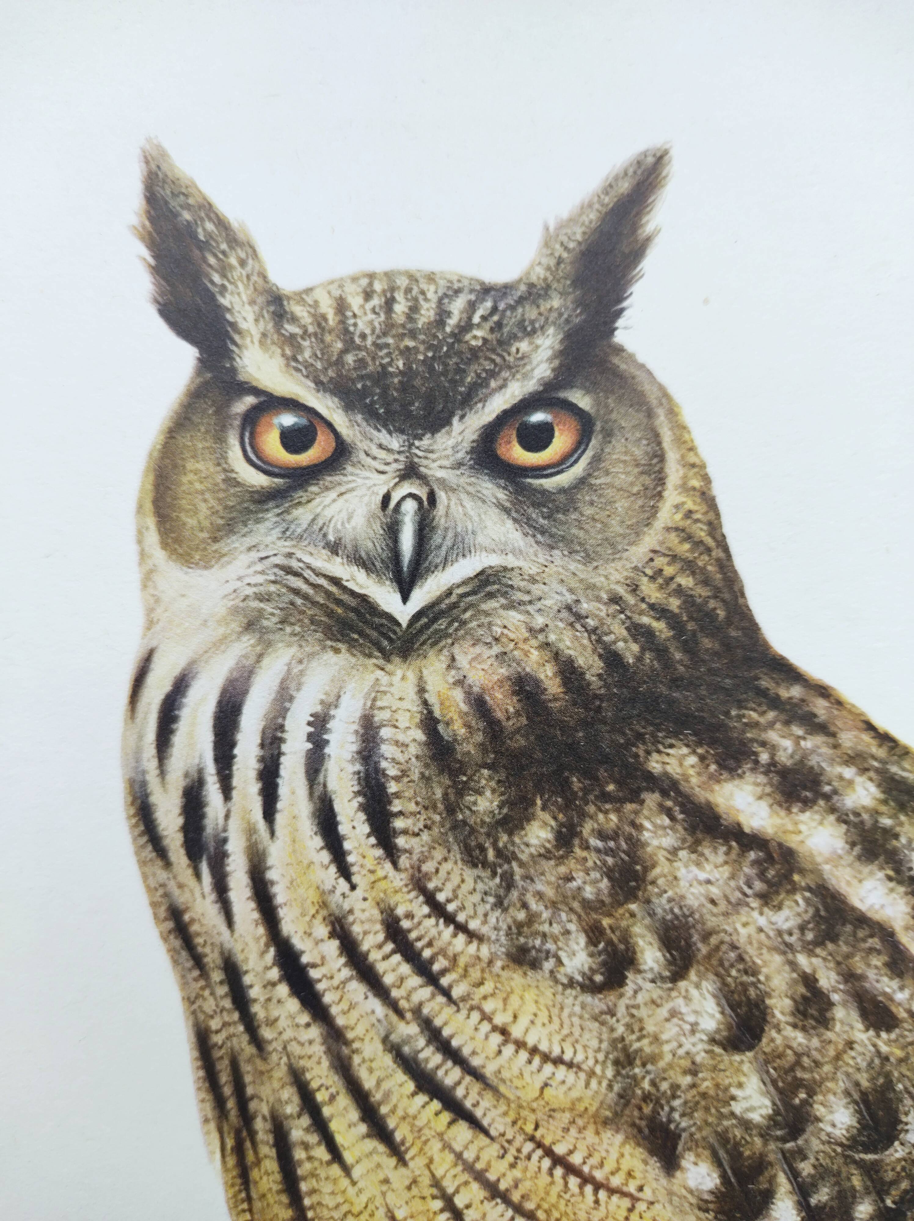Old bird board 1960s - Eagle Owl - Natural history illustration