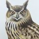 Old bird board 1960s - Eagle Owl - Natural history illustration