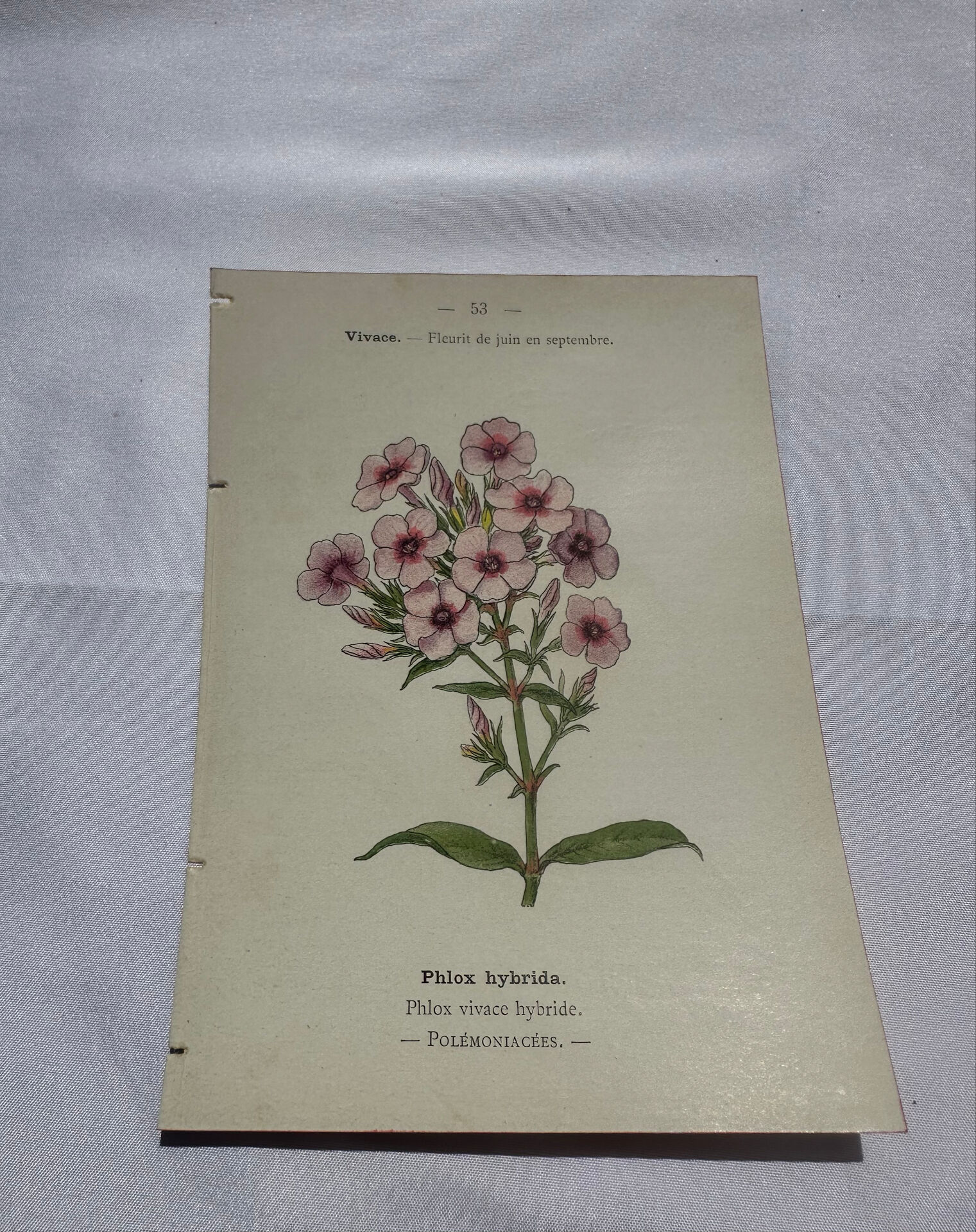 Planche botanique gravure florale naturaliste 19eme