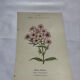Planche botanique gravure florale naturaliste 19eme